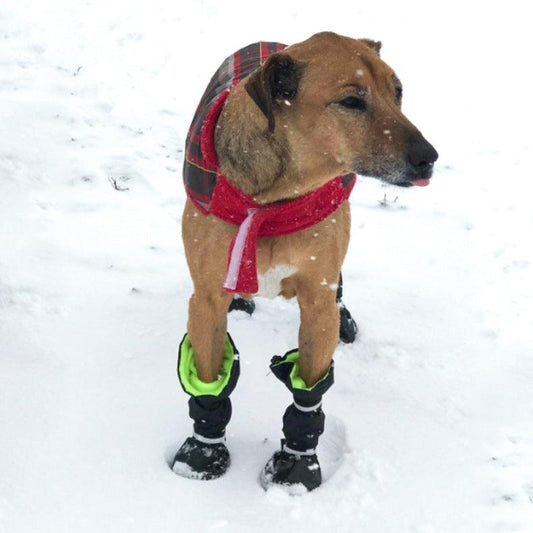 Pet Shoes For Dogswaterproof And Snowproofgeneral Rain Boots - Raee-Industries