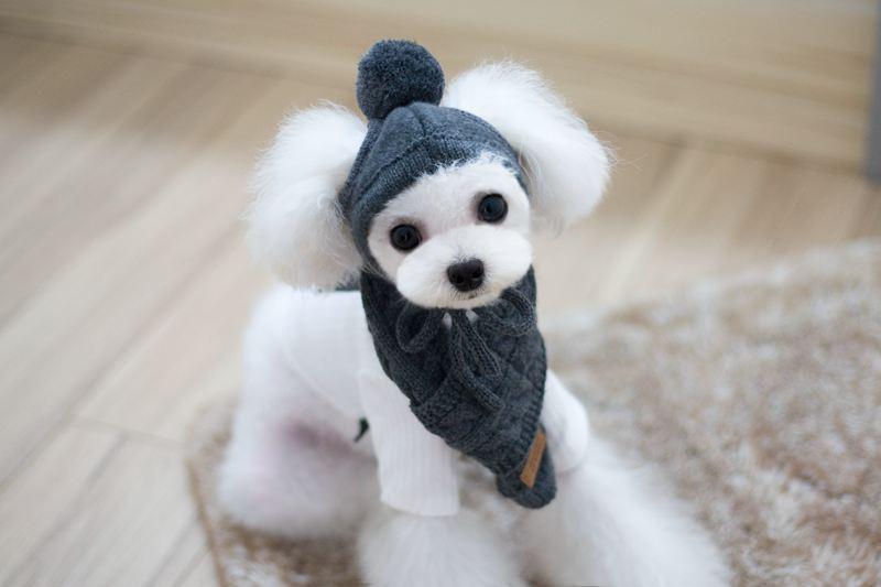 Tide pet clothes dog hat bib suit Teddy Bomei wool scarf autumn winter hat pet scarf - Raee-Industries