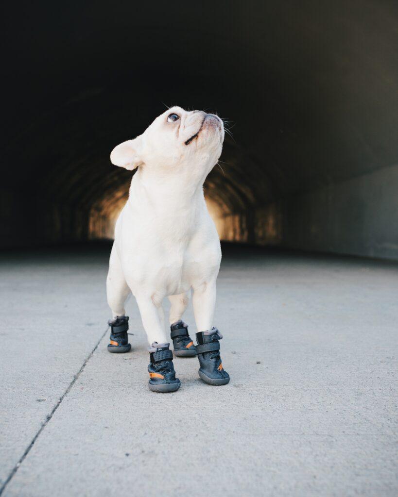 Beluga 544 Dog Shoes - Raee-Industries