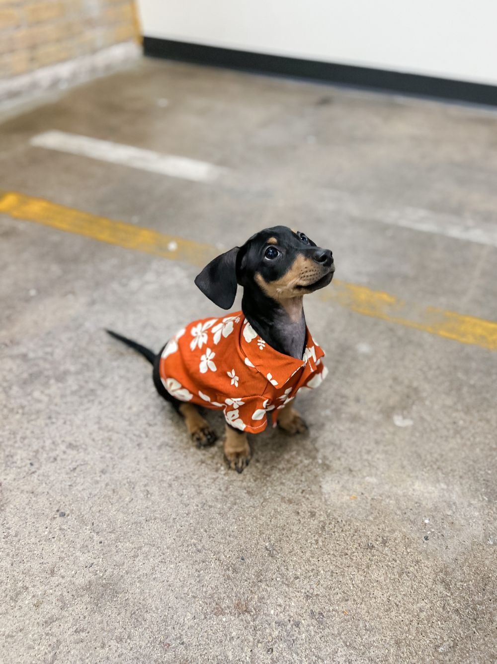 Clay Hibiscus BBQ Shirt