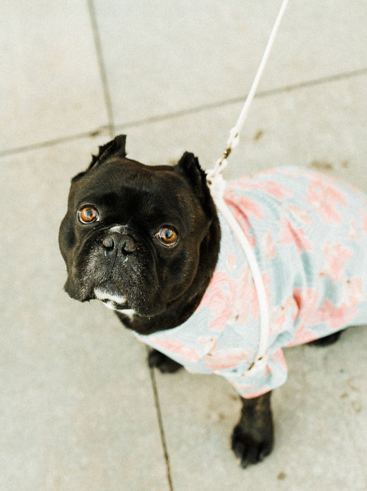 Confetti All-In-One Harness Leash