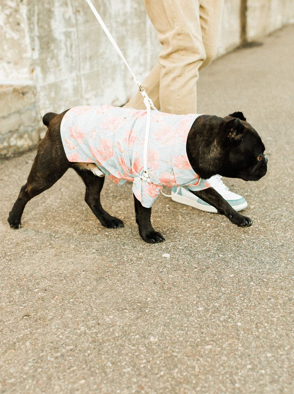 Confetti All-In-One Harness Leash