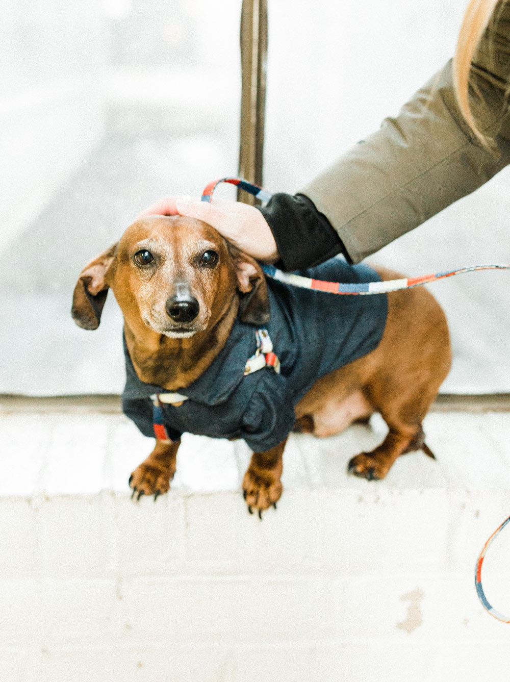 Retro All-In-One Harness Leash