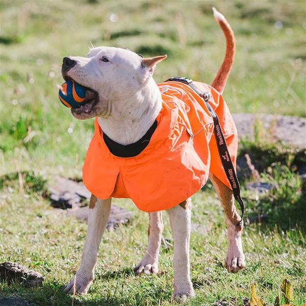 Waterproof dog clothing: Jackets, jackets with hoodies, sweaters, Harnes and coats. Raee Industries