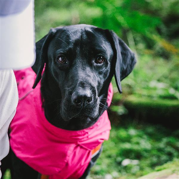 Waterproof dog clothing: Jackets, jackets with hoodies, sweaters, Harnes and coats. Raee Industries