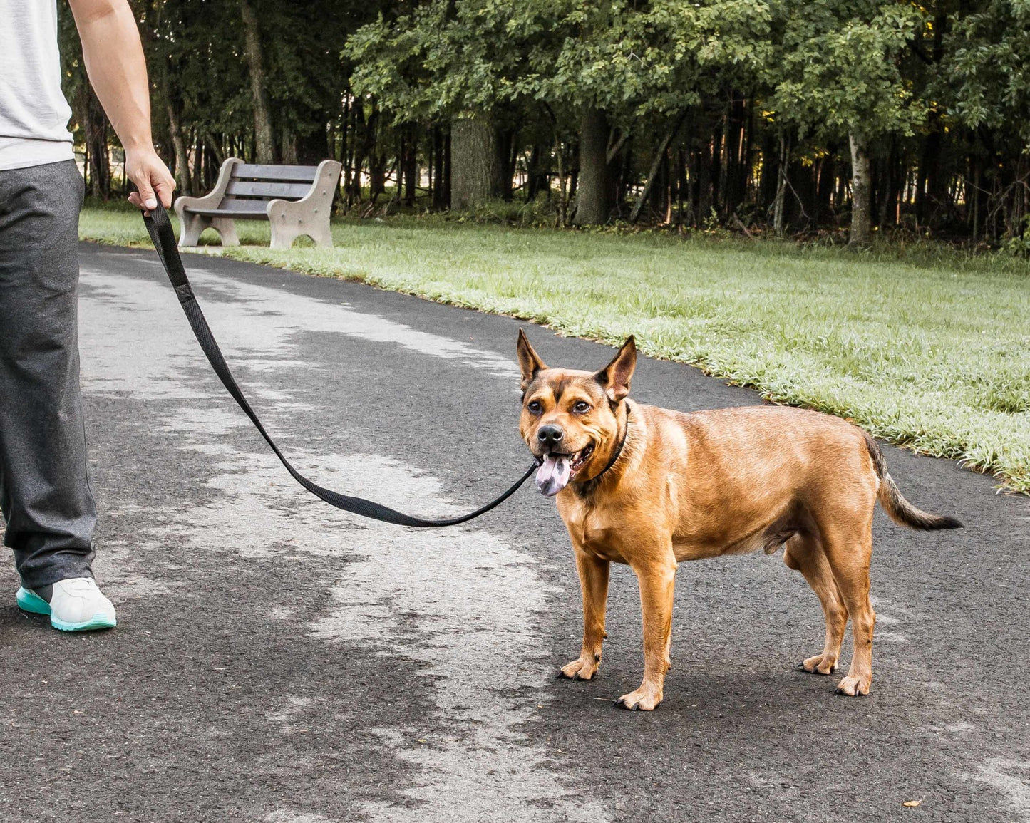 Pet Harness And Leash Set For small and large dogs & Cats; Adjustable No Pull Service Dog Vest Harness For Walking. Raee Industries