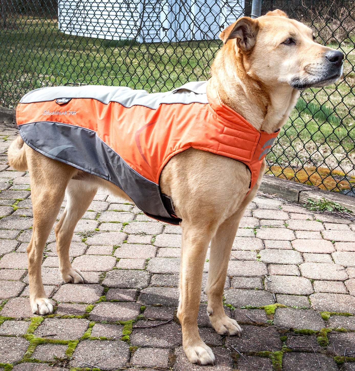 Protective Waterproof Dog Clothing Raee Industries