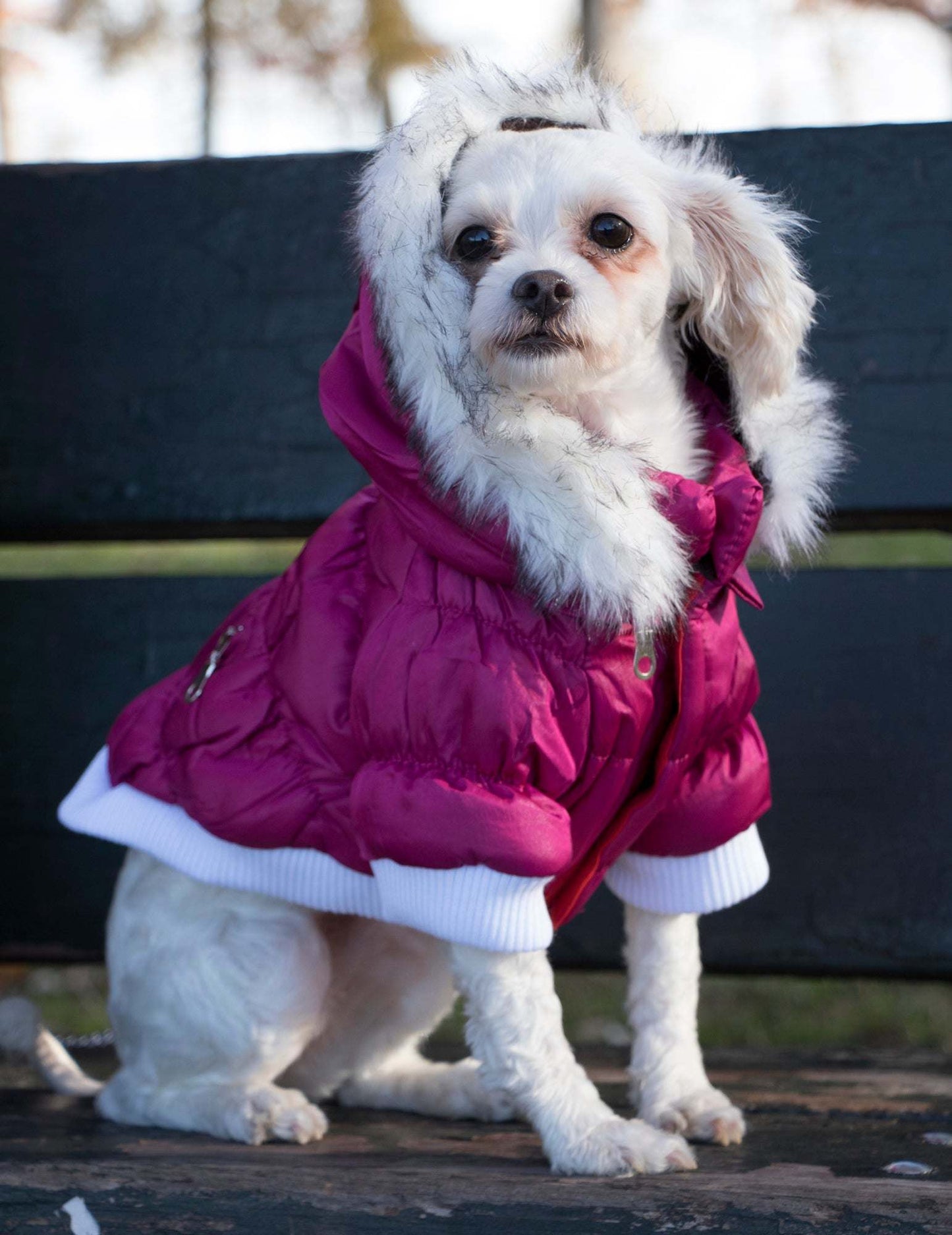 Waterproof dog clothing: Jackets, jackets with hoodies, sweaters, Harnes and coats. Raee Industries