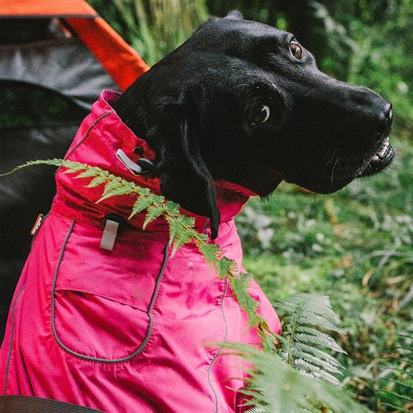 Waterproof dog clothing: Jackets, jackets with hoodies, sweaters, Harnes and coats. Raee Industries