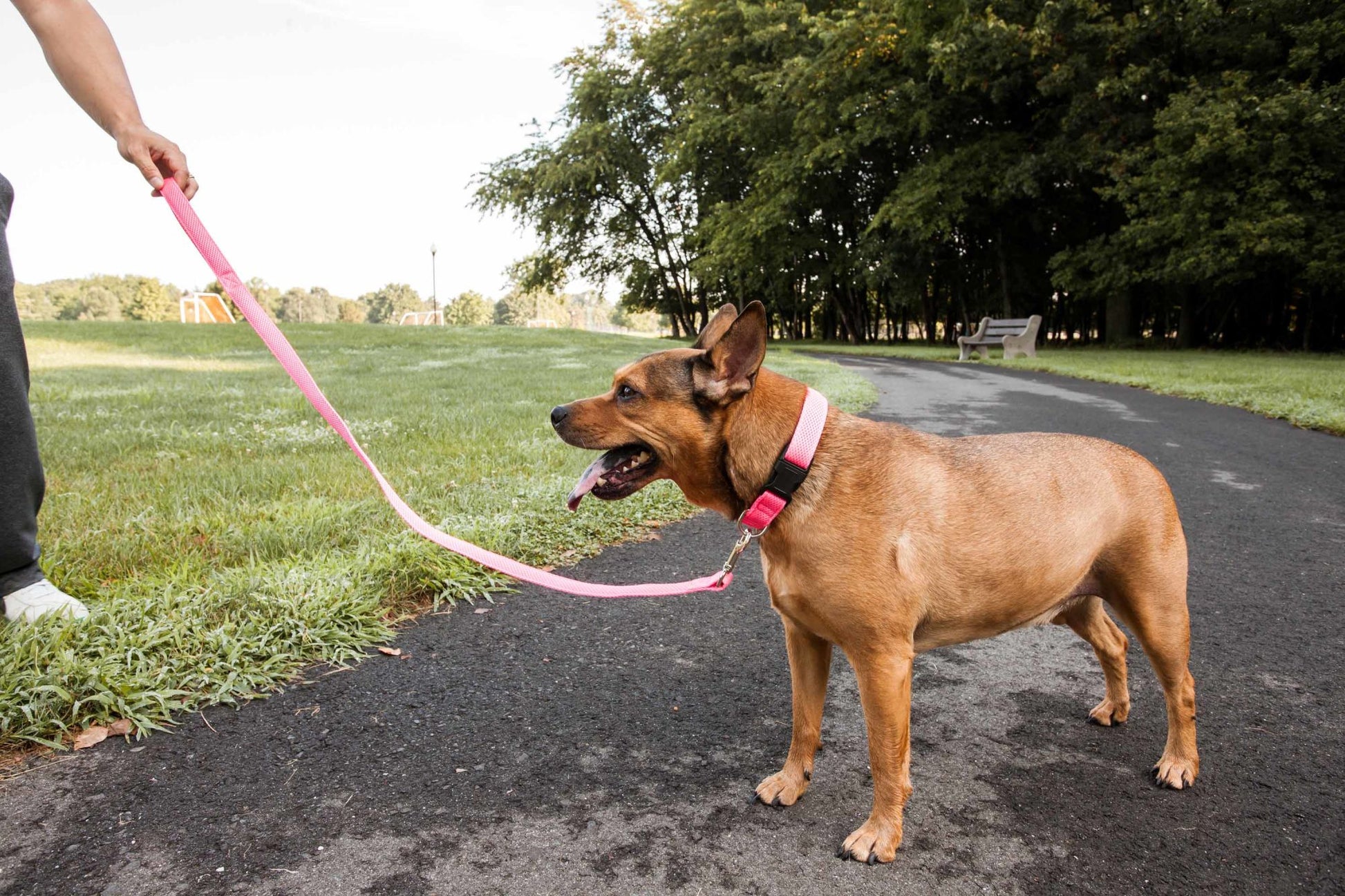 Pet Harness And Leash Set For small and large dogs & Cats; Adjustable No Pull Service Dog Vest Harness For Walking. Raee Industries