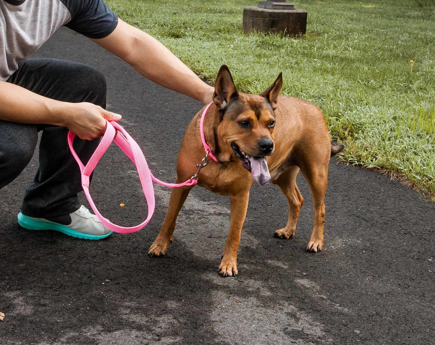 Pet Harness And Leash Set For small and large dogs & Cats; Adjustable No Pull Service Dog Vest Harness For Walking. Raee Industries