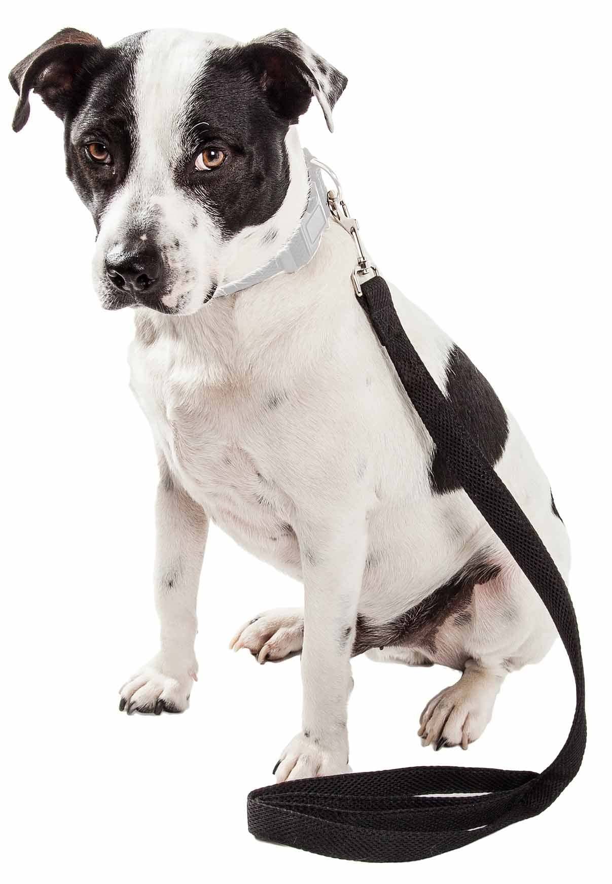 Pet Harness And Leash Set For small and large dogs & Cats; Adjustable No Pull Service Dog Vest Harness For Walking. Raee Industries