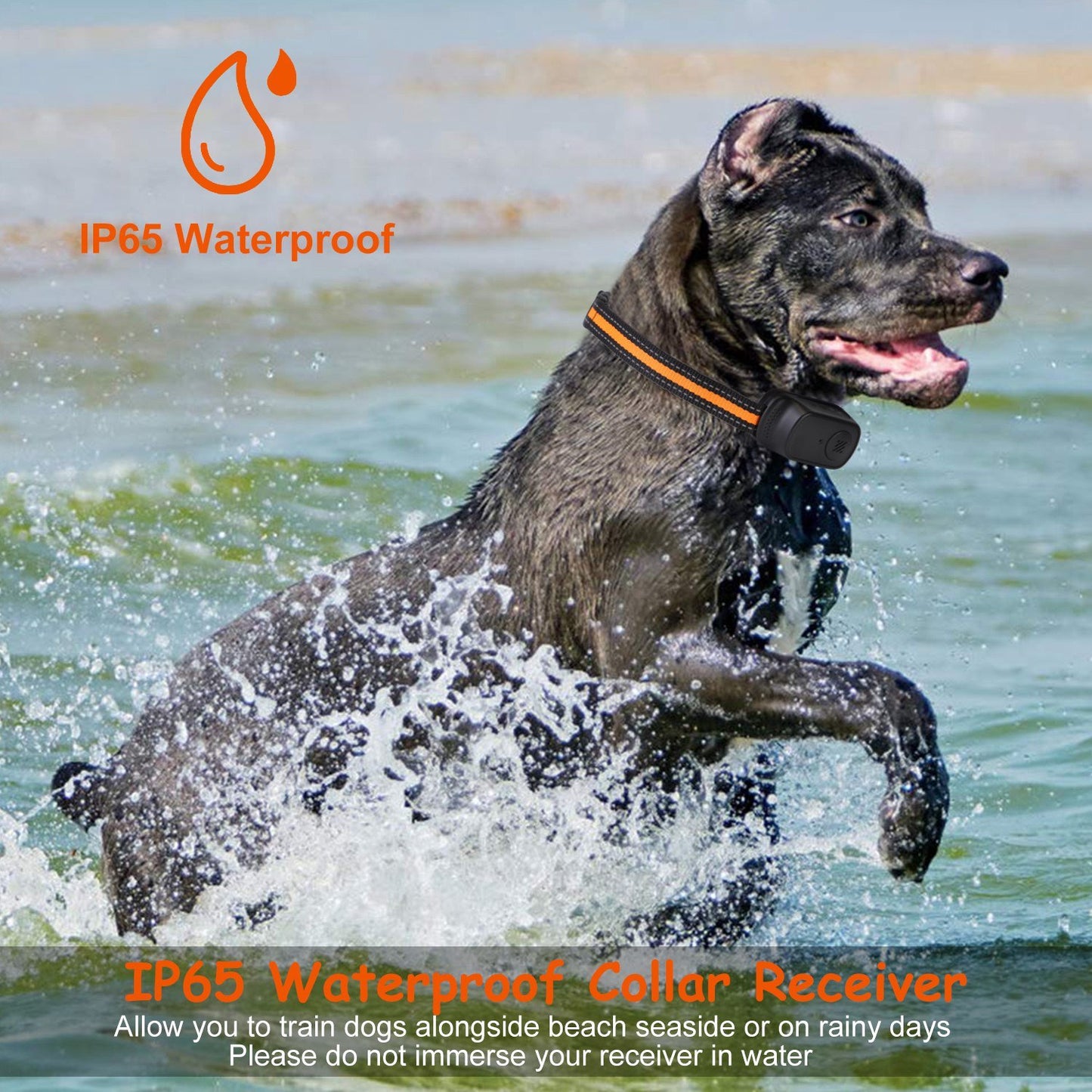 Waterproof Dog Trainer. Raee-Industries.